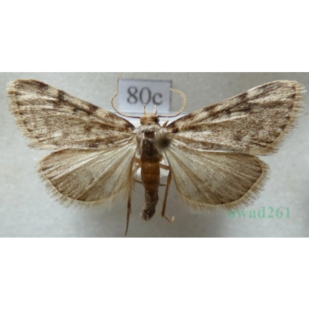 Aglossa pinguinalis (Linnaeus, 1758) Zadarlica tłuszczówka Czech80c